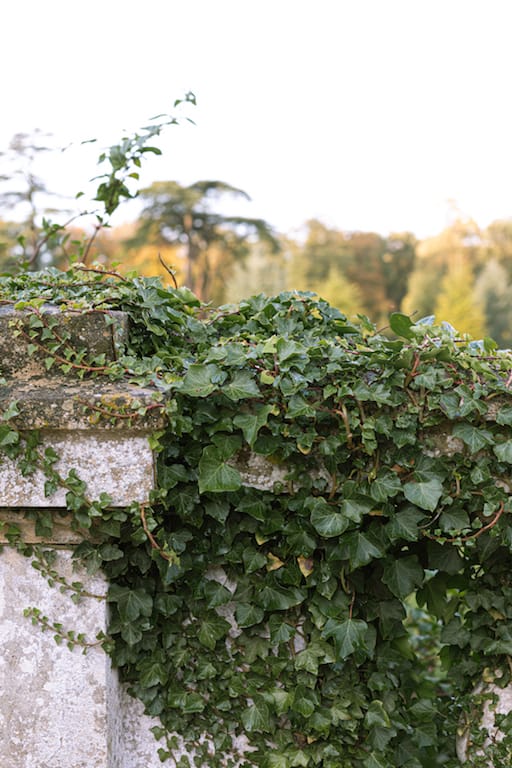 Ivy growing over wall at Ickworth House