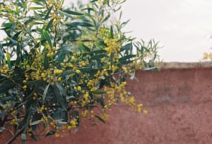 Film photograph oh mimosa flowers in the Atlas Mountains