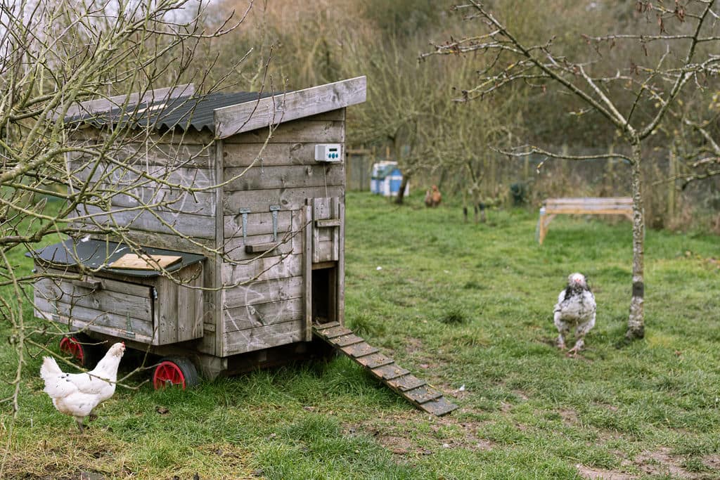 chicken shed with chickens