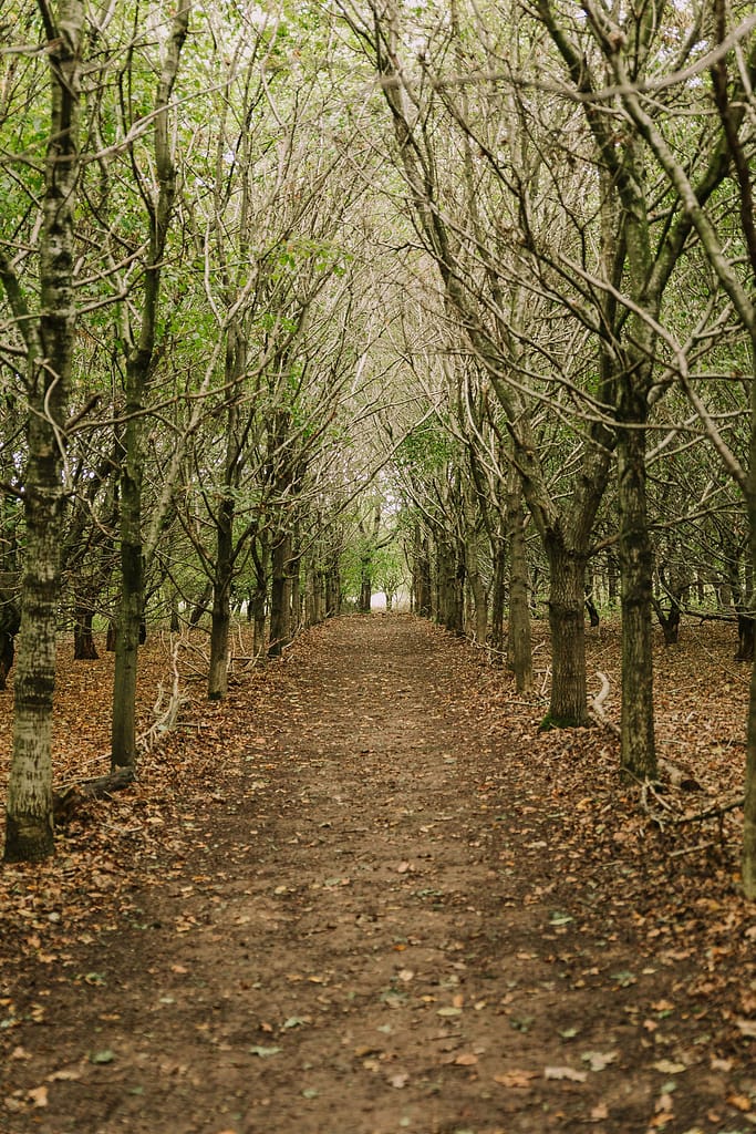Path through the woodland