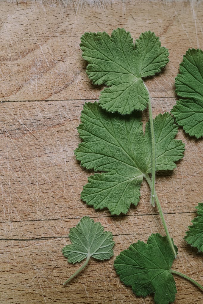 Sweet Geranium leaves on wood board