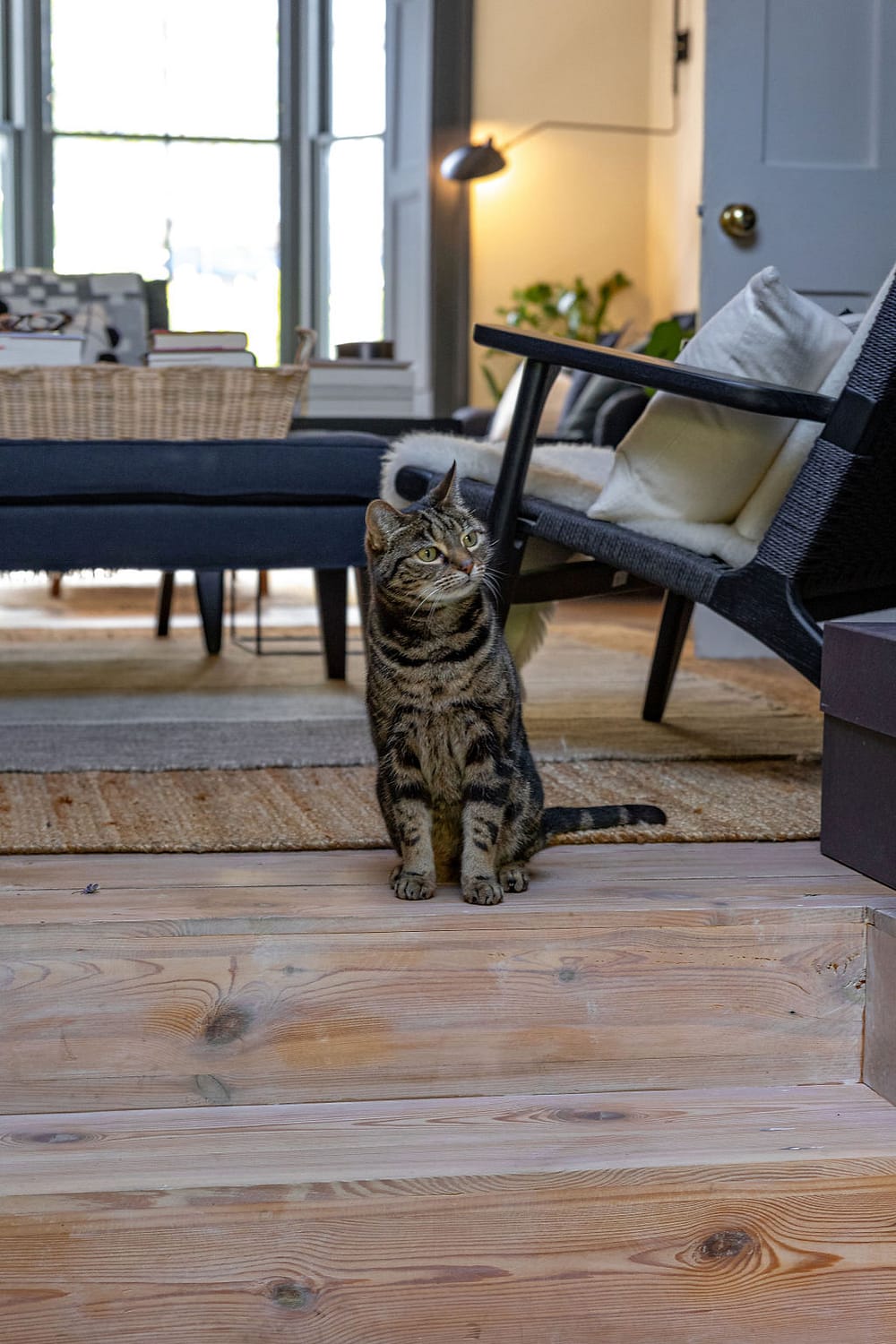 cat_sitting_in_doorframe_of_living_room