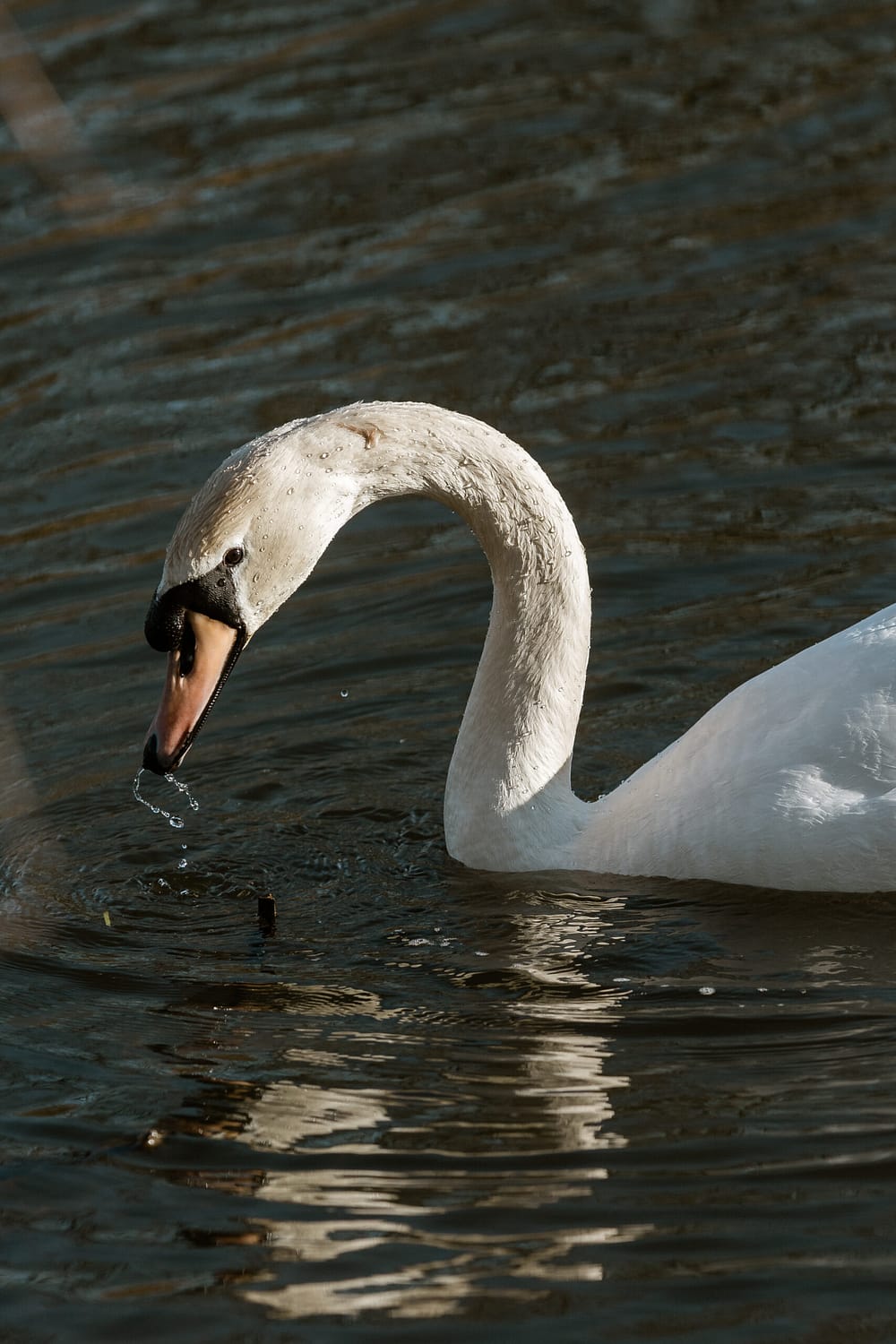 Swan_in_lake_with_water_off_beak