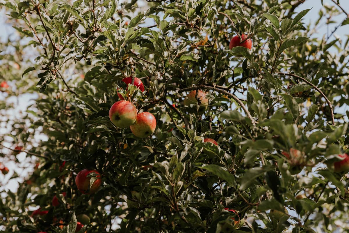 red_apples_tree
