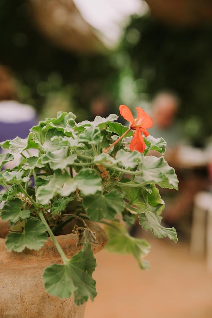 geranium in terracotta pot