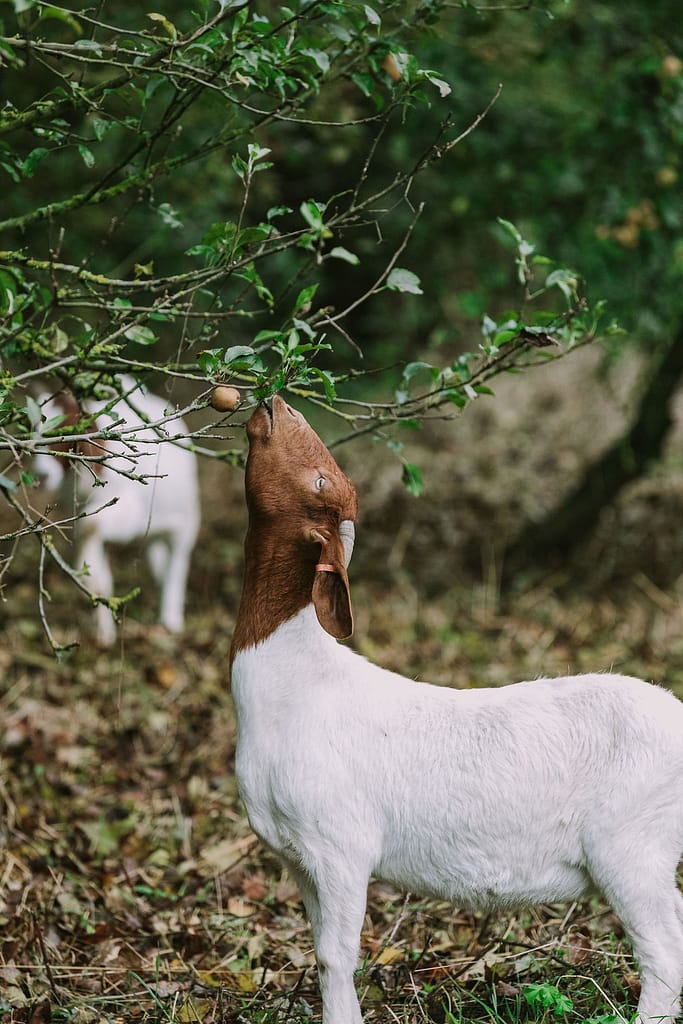 goat eating apple from apple tree