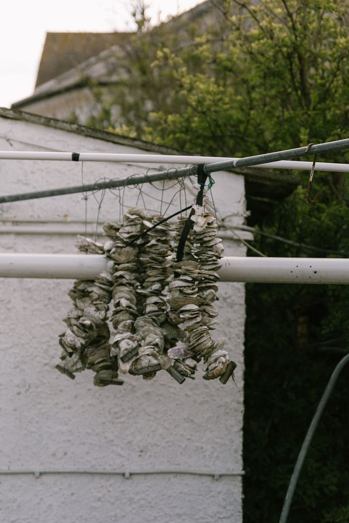oyster shells hung together
