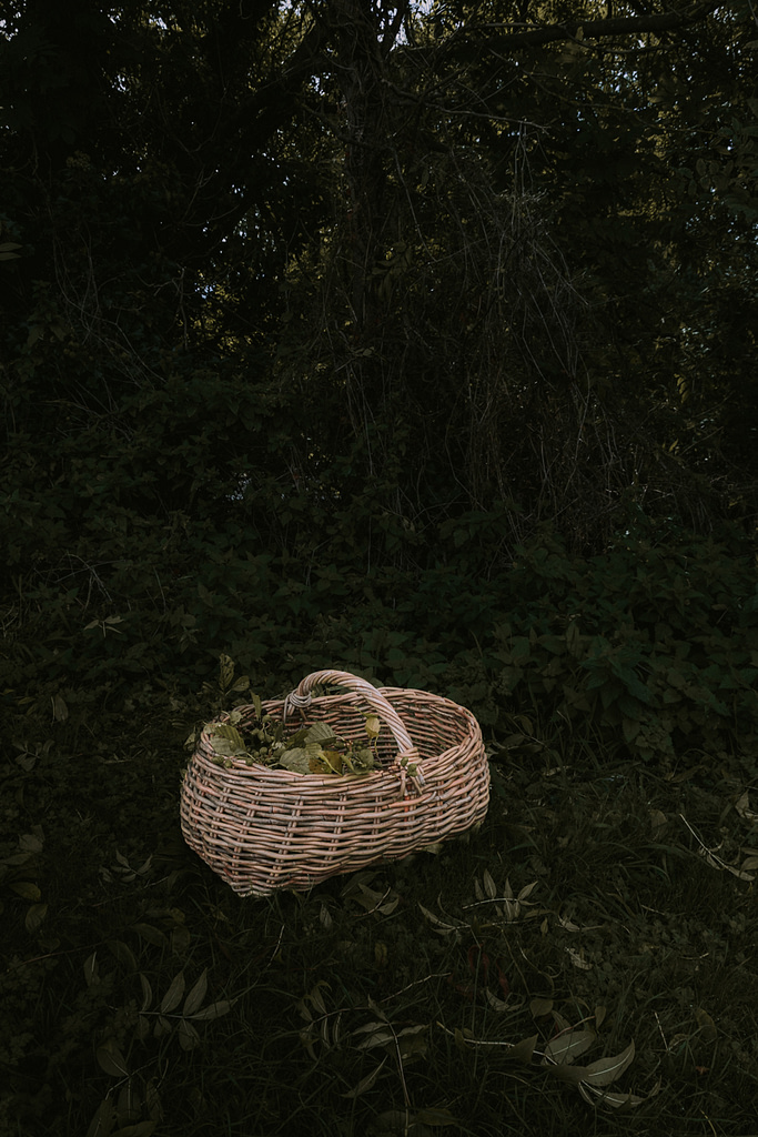 basket_foraging