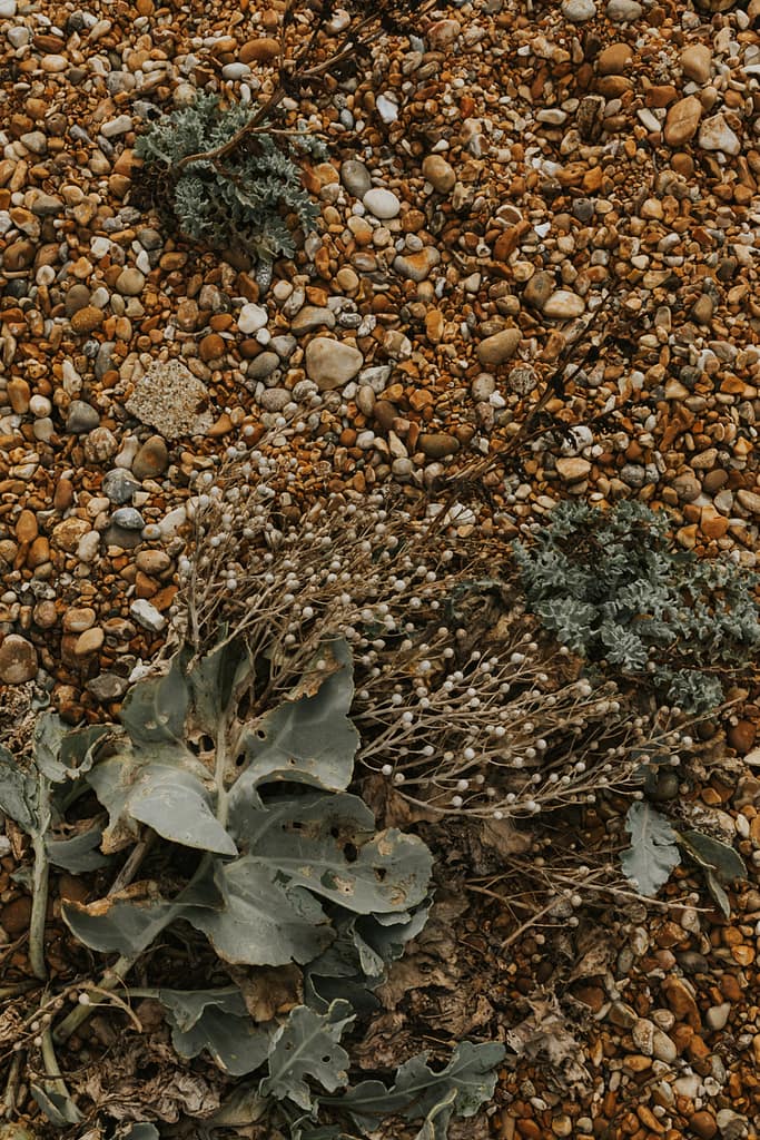 shingles_plant_dungeness