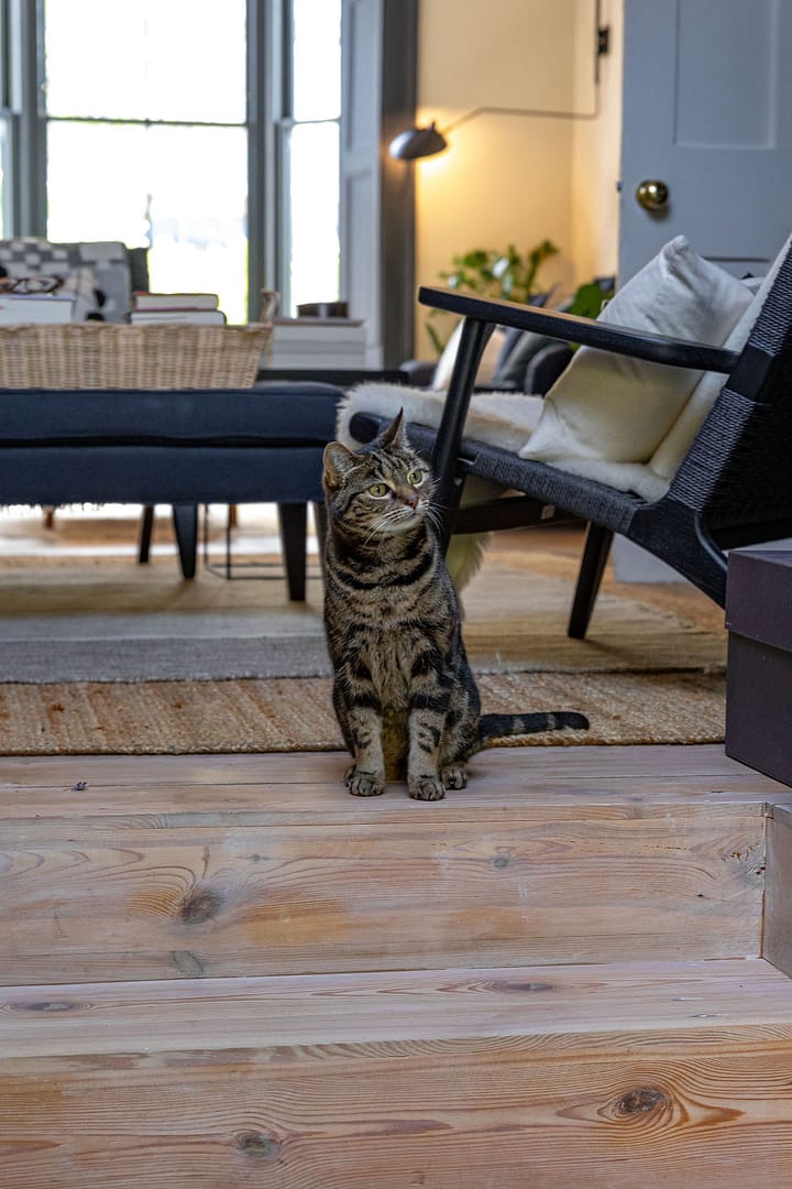 cat_sitting_in_doorframe_of_living_room