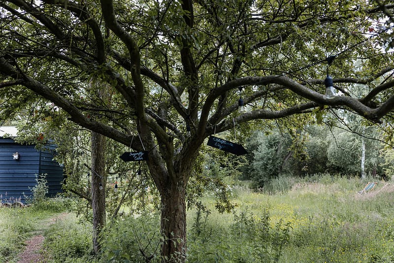 Tree and black slate signposts in the meadow