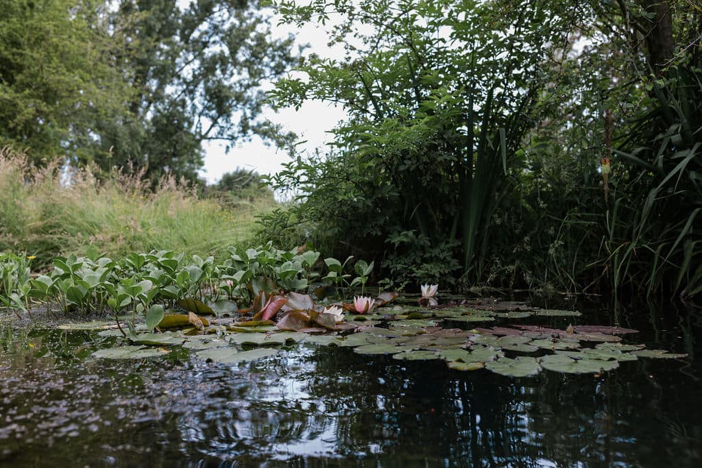 Water Lilies on natural pool in Cambridgeshire